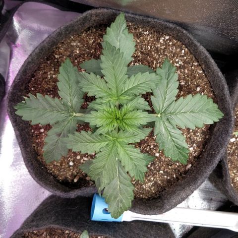London Cheese XXL Auto #2 growlog timeline photo