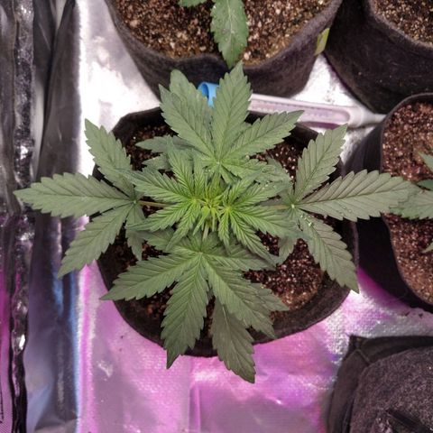London Cheese XXL Auto #1 growlog timeline photo