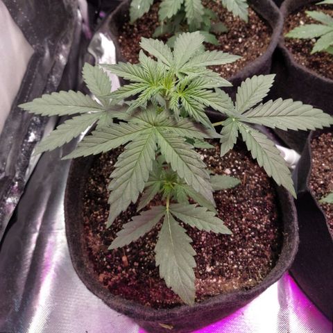 London Cheese XXL Auto #1 growlog timeline photo