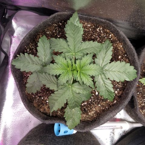 London Cheese XXL Auto #2 growlog timeline photo