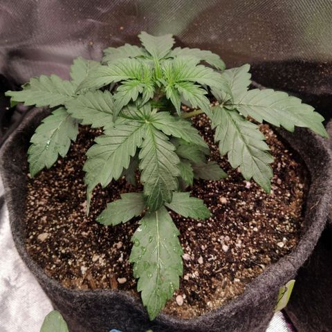London Cheese XXL Auto #2 growlog timeline photo