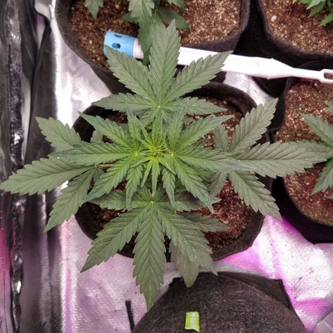 London Cheese XXL Auto #1 growlog timeline photo