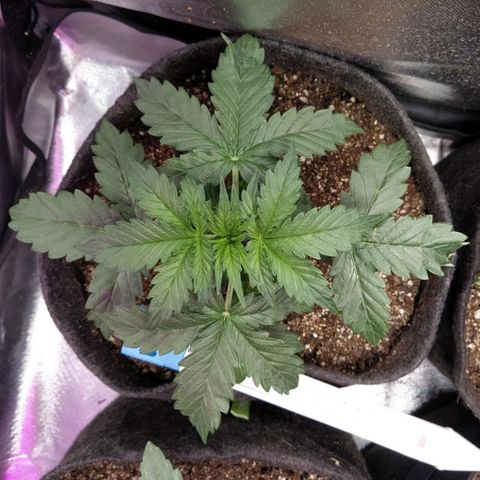 London Cheese XXL Auto #2 growlog timeline photo