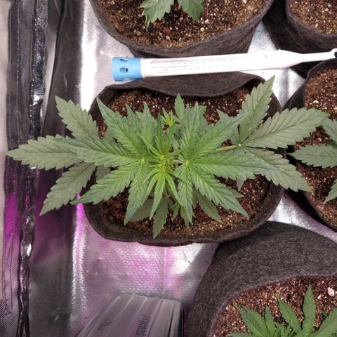 London Cheese XXL Auto #1 growlog timeline photo