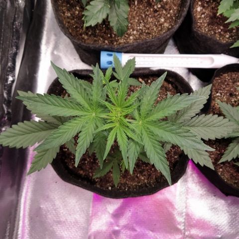 London Cheese XXL Auto #1 growlog timeline photo