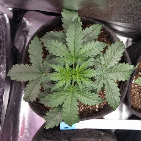 London Cheese XXL Auto #2 growlog timeline photo