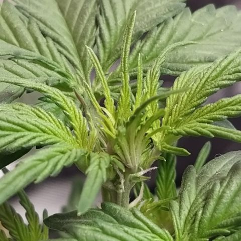 London Cheese XXL Auto #1 growlog timeline photo
