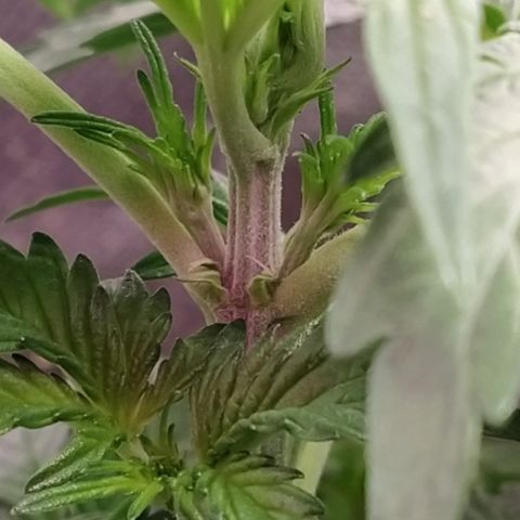London Cheese XXL Auto #2 growlog timeline photo