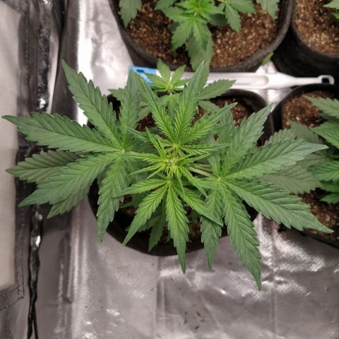 London Cheese XXL Auto #1 growlog timeline photo