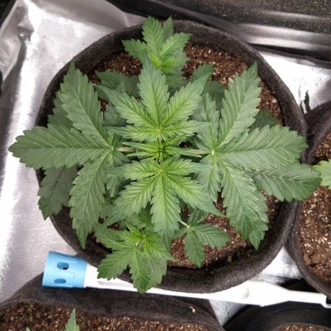 London Cheese XXL Auto #2 growlog timeline photo