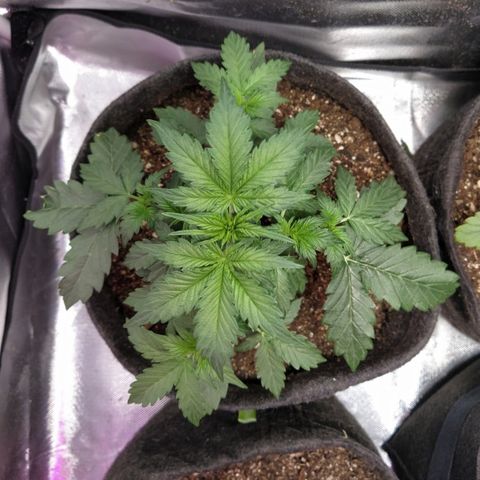 London Cheese XXL Auto #2 growlog timeline photo