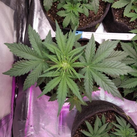 London Cheese XXL Auto #1 growlog timeline photo