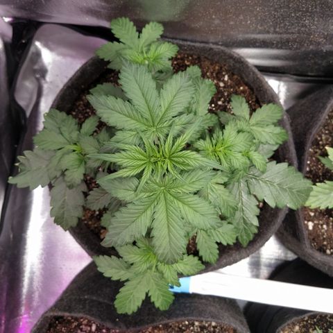 London Cheese XXL Auto #2 growlog timeline photo