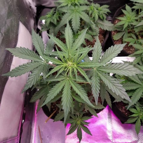 London Cheese XXL Auto #1 growlog timeline photo