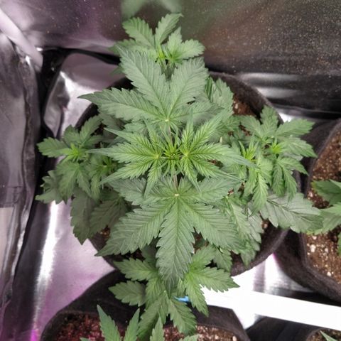 London Cheese XXL Auto #2 growlog timeline photo