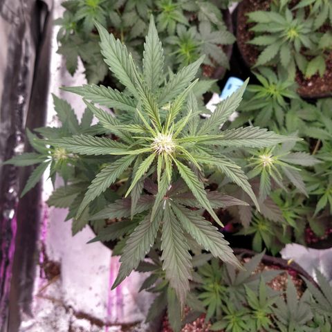 London Cheese XXL Auto #1 growlog timeline photo