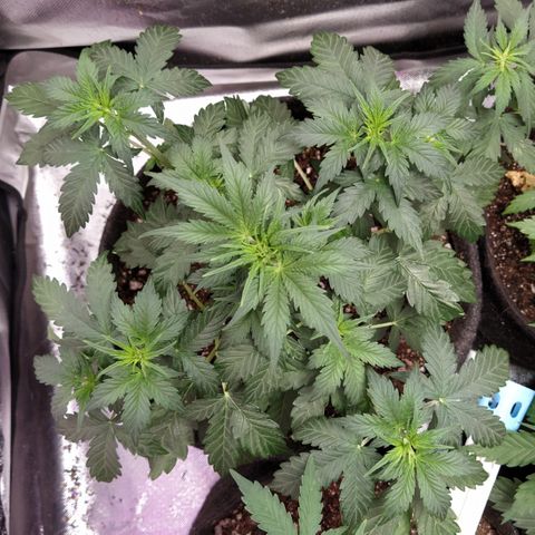 London Cheese XXL Auto #2 growlog timeline photo