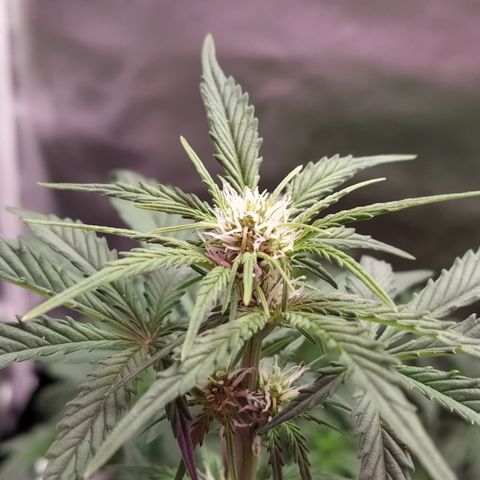 London Cheese XXL Auto #1 growlog timeline photo