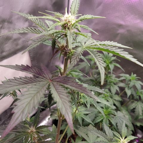 London Cheese XXL Auto #1 growlog timeline photo