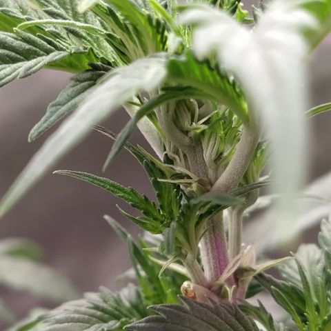 London Cheese XXL Auto #2 growlog timeline photo