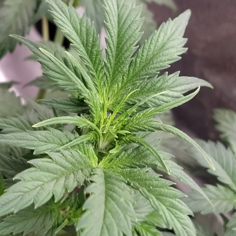 London Cheese XXL Auto #2 growlog timeline photo