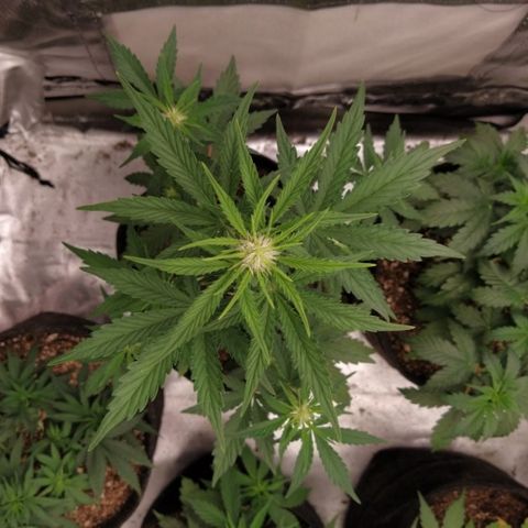 London Cheese XXL Auto #1 growlog timeline photo