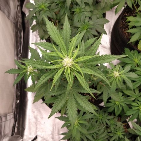 London Cheese XXL Auto #1 growlog timeline photo