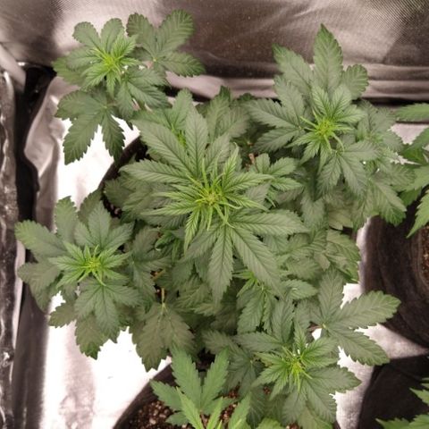 London Cheese XXL Auto #2 growlog timeline photo