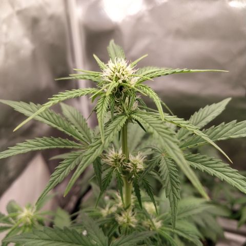 London Cheese XXL Auto #1 growlog timeline photo