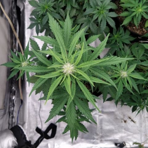 London Cheese XXL Auto #1 growlog timeline photo