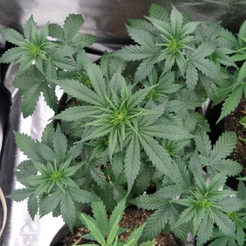 London Cheese XXL Auto #2 growlog timeline photo