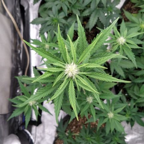 London Cheese XXL Auto #1 growlog timeline photo
