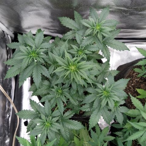 London Cheese XXL Auto #2 growlog timeline photo