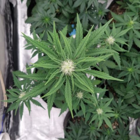 London Cheese XXL Auto #1 growlog timeline photo