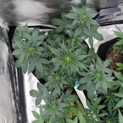 London Cheese XXL Auto #2 growlog timeline photo