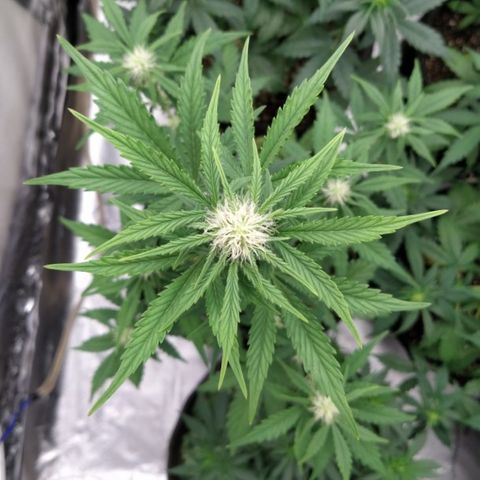 London Cheese XXL Auto #1 growlog timeline photo