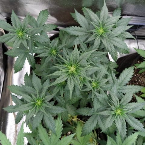 London Cheese XXL Auto #2 growlog timeline photo