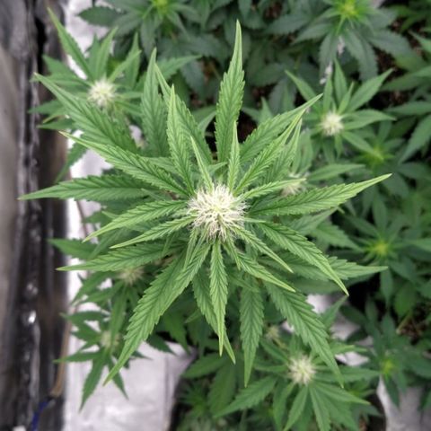 London Cheese XXL Auto #1 growlog timeline photo