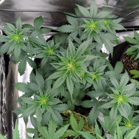 London Cheese XXL Auto #2 growlog timeline photo
