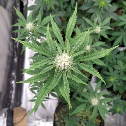 London Cheese XXL Auto #1 growlog timeline photo