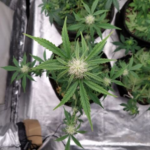 London Cheese XXL Auto #1 growlog timeline photo
