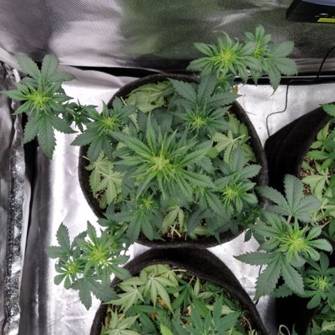 London Cheese XXL Auto #2 growlog timeline photo