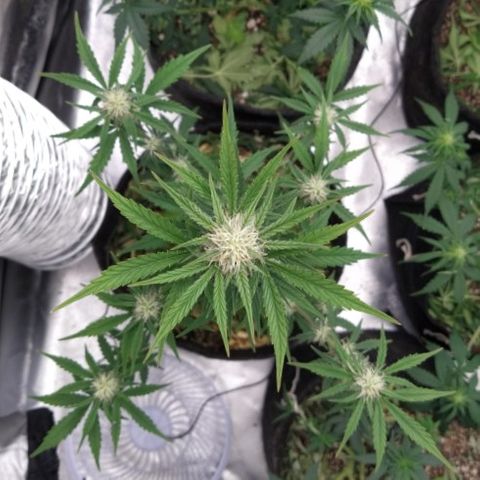 London Cheese XXL Auto #1 growlog timeline photo