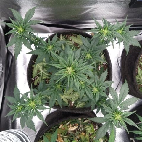 London Cheese XXL Auto #2 growlog timeline photo