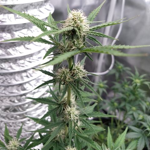 London Cheese XXL Auto #1 growlog timeline photo