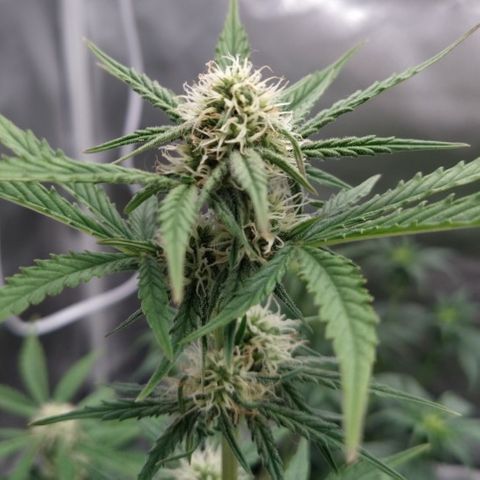 London Cheese XXL Auto #1 growlog timeline photo