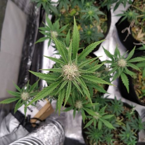 London Cheese XXL Auto #1 growlog timeline photo
