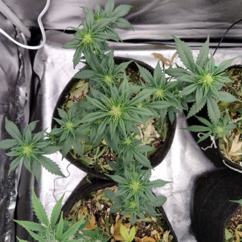 London Cheese XXL Auto #2 growlog timeline photo