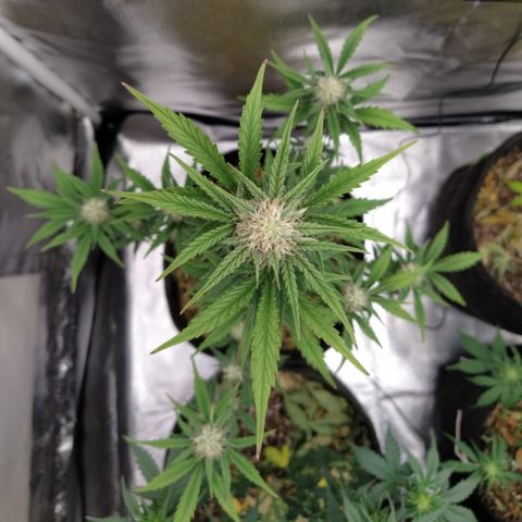 London Cheese XXL Auto #1 growlog timeline photo