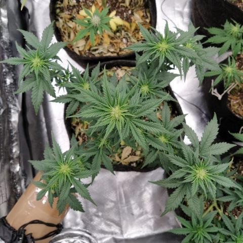 London Cheese XXL Auto #2 growlog timeline photo